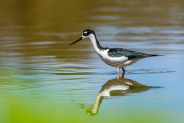 Black-necked Stilt (Himantopus mexicanus)