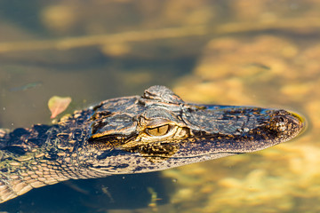 American alligator (Alligator mississippiensis) photographed in its native habitat