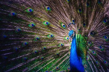 Obraz premium Peacock with open Tail Feathers