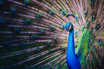 Obraz premium Peacock with open Tail Feathers