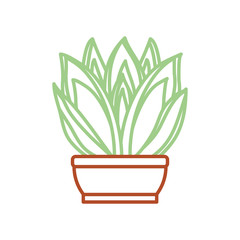 Desert plant in pot