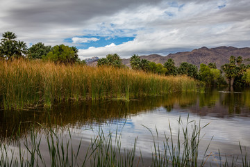 Fototapeta premium Agua Caliente Park is an historic Tucson landmark fed by a hot springs.