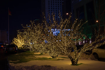 Lighted trees in the city.