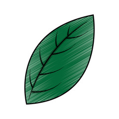 leaf single delicate icon image vector illustration design 