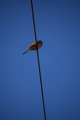 Solitary Bird Still Using Cable