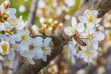 Bee collecting honey on a flowering tree in spring