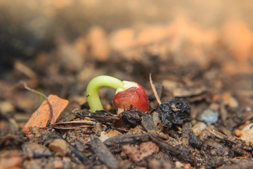 close up of young plant growing from seed
