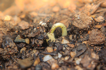 close up of young plant growing from seed