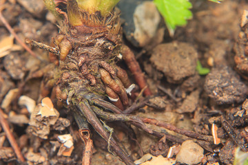 close up of root strawberry plant