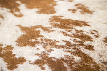 Brown and white cow skin texture background, natural animal skin pattern background