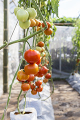 Tomato growing in green house, fresh red tomato plant, agriculture industry, organic tomato garden