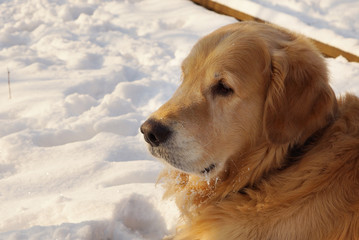 Dog breed golden retriever lies on snow in winter