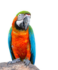 Macaw parrot, Colorful bird perching on branch. Portrait of amazon's parrot or colorful parrot on white background.