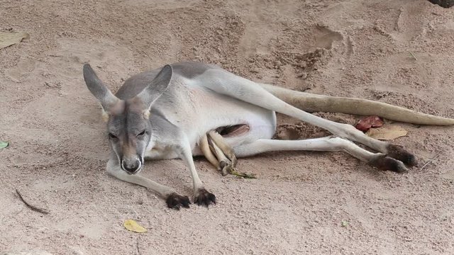 Grey kangaroo joey in its mother's pouch. A Joey (baby kangaroo) with his legs out of his mother's pouch, close up. Thailand
