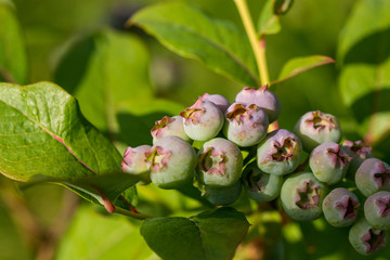 bunch of green coloured berries under the sun with green leaves in the back