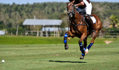 Polo Horse Player Riding