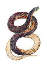 Illustration of a snake.