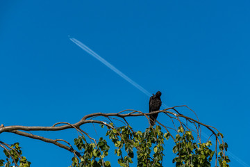 a crow resting on the tree under blue sky with a plane just fly over at its back