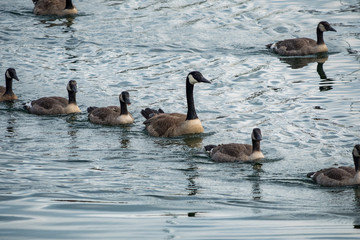 group of Canada geese swimming in one line with mother in the middle.