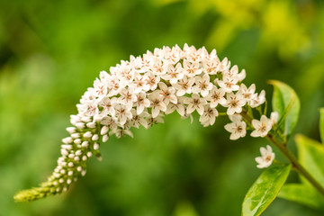 single white Loosestrife flower with green background