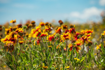 Blanket Flower field under the blue sky