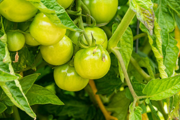 bunch of green tomatoes on the vein in the garden