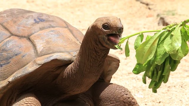 Giant turtles eating green leaf, dipsochelys gigantea in island Mauritius, close up