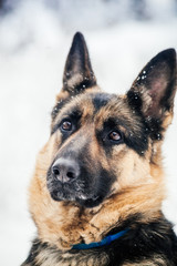 dog german shepherd
