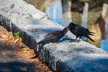 crow feeding its young on the lake side