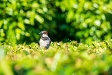 male sparrow resting on top of the bush under the sun with green background