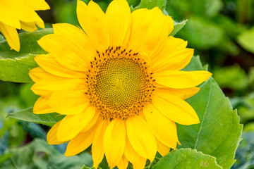 yellow sunflower in the garden with green background