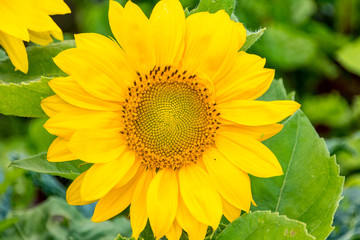 Obraz premium yellow sunflower in the garden with green background