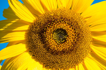 close up of big yellow sunflower