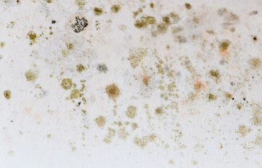 Mold on a white wall as a background