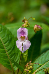 single pink Nemesia flower under the sun with green background