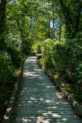 Obraz premium man made wooden pathway in the forest with trees on both sides
