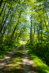 green path to the open with tall trees on both sides