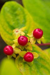 cherry like fruit with green background close up