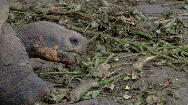 Head shot of giant tortoise on Galapagos as it eats decaying plants
