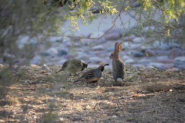 Desert birds tend to be much more abundant where the vegetation is lusher and thus offers more insects, fruit and seeds as food.  Where the Arizona cities of Phoenix, Scottsdale, Tucson and Mesa