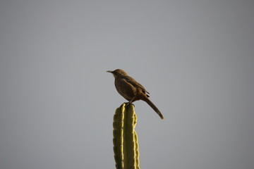 Desert birds tend to be much more abundant where the vegetation is lusher and thus offers more insects, fruit and seeds as food.  Where the Arizona cities of Phoenix, Scottsdale, Tucson and Mesa