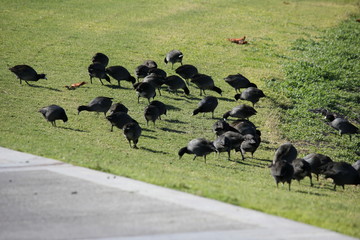 Desert birds tend to be much more abundant where the vegetation is lusher and thus offers more insects, fruit and seeds as food.  Where the Arizona cities of Phoenix, Scottsdale, Tucson and Mesa