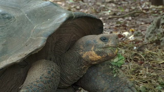 Head shot of giant tortoise on Galapagos as it eats decaying plants