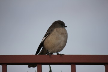 Desert birds tend to be much more abundant where the vegetation is lusher and thus offers more insects, fruit and seeds as food.  Where the Arizona cities of Phoenix, Scottsdale, Tucson and Mesa