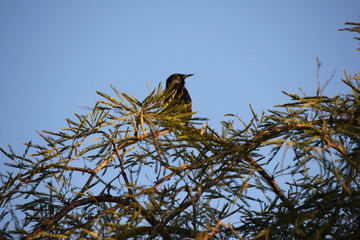 Desert birds tend to be much more abundant where the vegetation is lusher and thus offers more insects, fruit and seeds as food.  Where the Arizona cities of Phoenix, Scottsdale, Tucson and Mesa