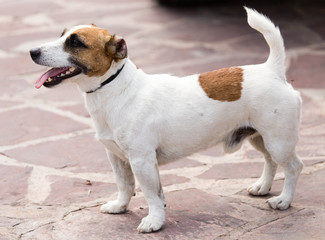 Portrait of a dog on a pavement in a park