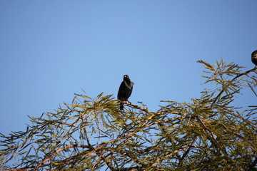 Desert birds tend to be much more abundant where the vegetation is lusher and thus offers more insects, fruit and seeds as food.  Where the Arizona cities of Phoenix, Scottsdale, Tucson and Mesa