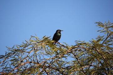 Desert birds tend to be much more abundant where the vegetation is lusher and thus offers more insects, fruit and seeds as food.  Where the Arizona cities of Phoenix, Scottsdale, Tucson and Mesa