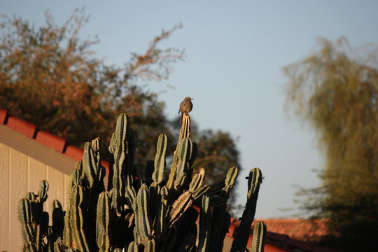 Desert Birds Tend To Be Much More Abundant Where The Vegetation Is Lusher And Thus Offers More Insects, Fruit And Seeds As Food.  Where The Arizona Cities Of Phoenix, Scottsdale, Tucson And Mesa