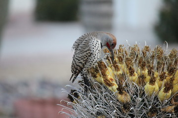 Desert birds tend to be much more abundant where the vegetation is lusher and thus offers more insects, fruit and seeds as food.  Where the Arizona cities of Phoenix, Scottsdale, Tucson and Mesa